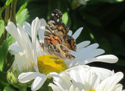 American Lady Butterfly on a White Daisy