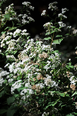 DSC_6109.JPG