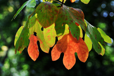 Fall Foliage - Sassafras Abidum 
