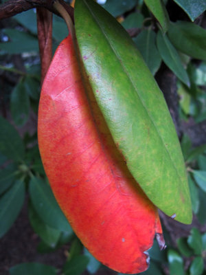 Rhododendron Foliage  
