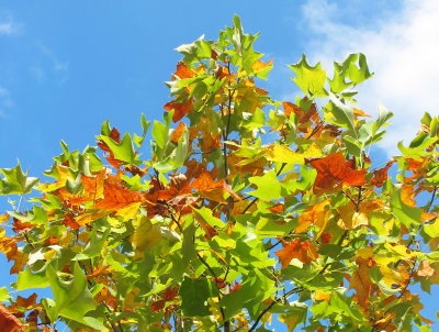 Maple Tree Foliage