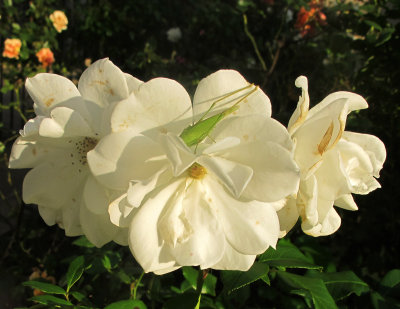 Katydid in a White Rose Bouquet  