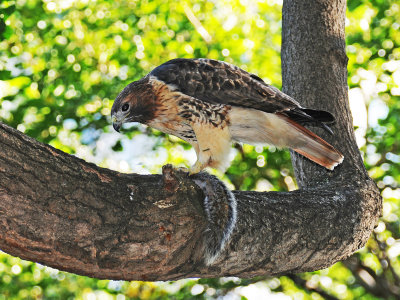 Juvenile Red Tailed Hawk with Squirrel Catch