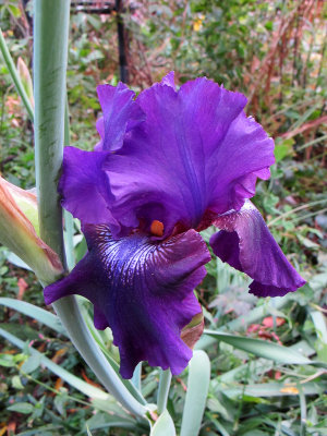 Unusual Fall Season Garden Iris Blossom 