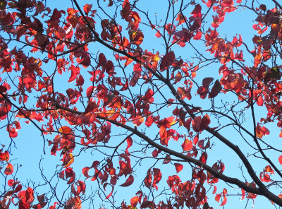 November 4, 2013 Photo Shoot - Washington Square Area 