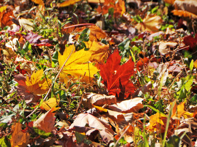 DSC_7083.JPG