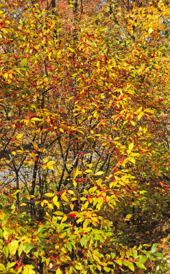 DSC_7085.JPG