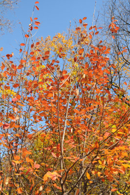DSC_7088.JPG
