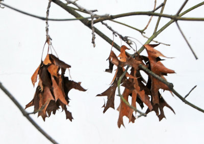 DSC_7314.JPG