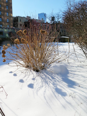 February 6, 2014 Photo Shoot - Mostly 505 & LaGuardia Corner Garden Snow Scenes