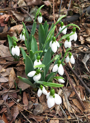 First Snowdrop Blossoms of the Season