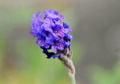 Florida Lavender