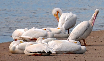 March 21, 2014 Photo Shoot - Nikon Camera, Sanibel Island & Cape Coral, Florida
