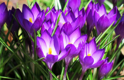 First Crocus Blossoms of the Season