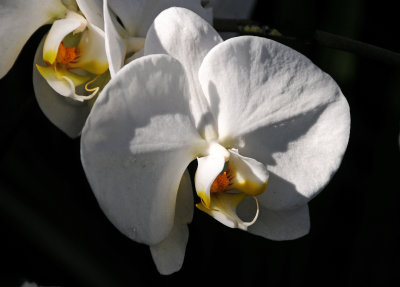 White Orchid Blossom