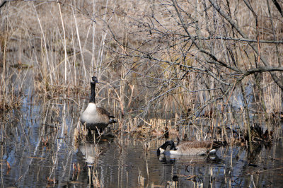 Canadian Geese in the Wetlands