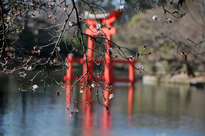Cherry Blossom Buds at the Japanese Garden Pond
