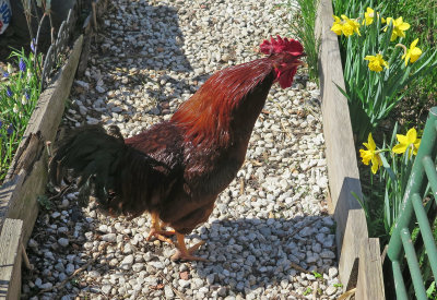 A Stray Rooster Crowing in the Community Garden