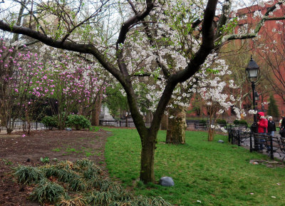 April Showers -  Cherry & Magnolia Tree Blossoms