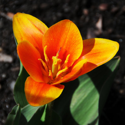 Early Orange Tulip Blossom 