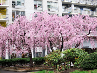 Weeping Cherry Tree Blossoms in April Showers