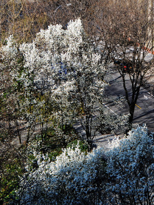 Calleryana Pear Tree Blossoms at Day Break
