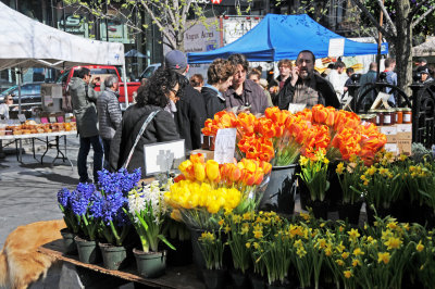 Tulips, Hyacinths & Daffodils at the Farmers Market