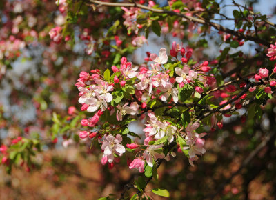 Crab Apple Tree Blossoms Are Now In Bloom
