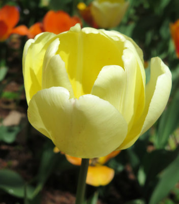 Lemon Cream Tulip Blossom