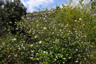 DSC_9227.JPG