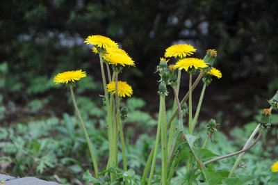 DSC_9230.JPG
