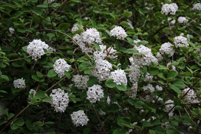 DSC_9284.JPG