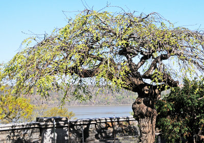 DSC_9342 copy