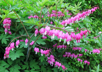 Bleeding Hearts or Dicentra 