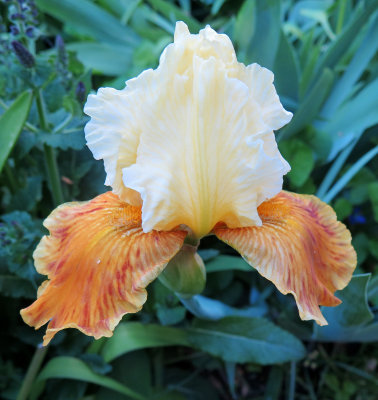 Iris are in Bloom