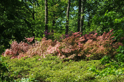 DSC_9787.jpg