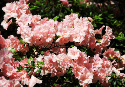 DSC_9789.jpg