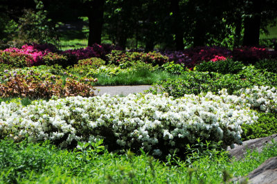 DSC_9796.jpg
