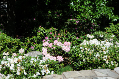 DSC_9800.jpg