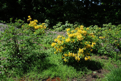 DSC_9801.jpg