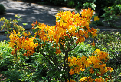DSC_9802.jpg