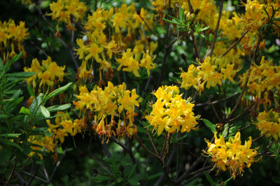 DSC_9804.jpg
