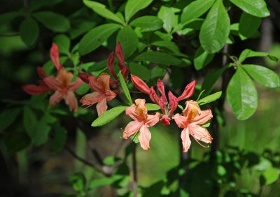 DSC_9838.jpg