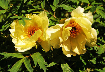 DSC_9847.jpg