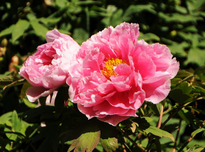 DSC_9849.jpg