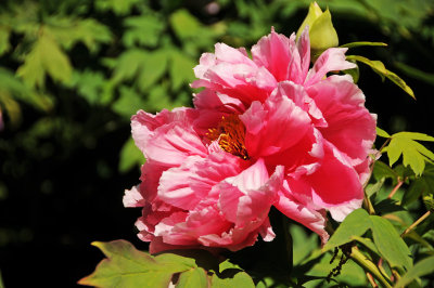 DSC_9850.jpg