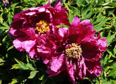 DSC_9851.jpg