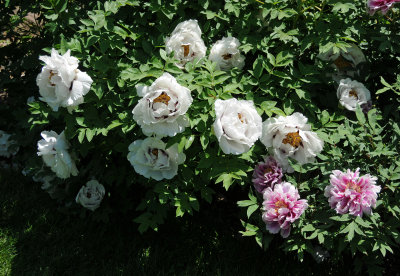 DSC_9853.jpg