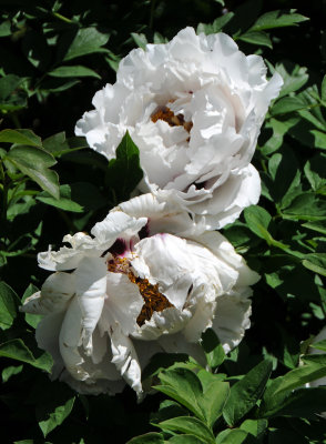 DSC_9854.jpg