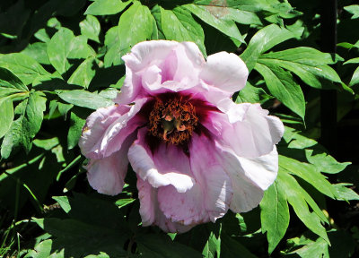 DSC_9855.jpg
